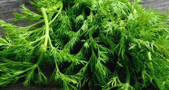 dill benefits