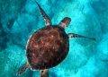 What are the environmental benefits of big sea turtles? What are the environmental benefits of big sea turtles?