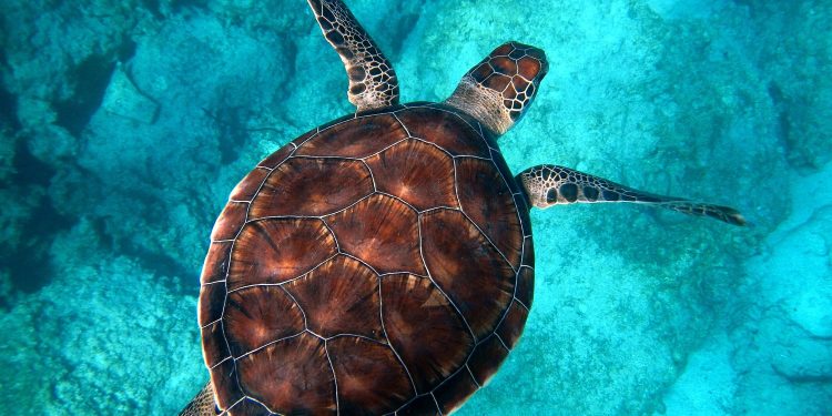 What are the environmental benefits of big sea turtles?