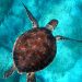 What are the environmental benefits of big sea turtles?