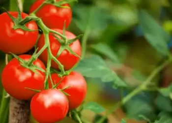 Health & Skin Benefits of Tomato