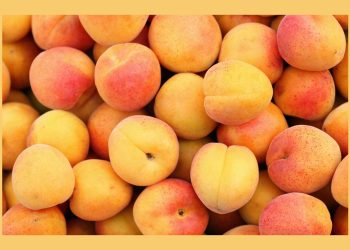 Apricot: The Sweet and Nutritious Fruit
