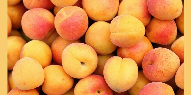 Apricot: The Sweet and Nutritious Fruit