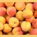 Apricot: The Sweet and Nutritious Fruit Apricot: The Sweet and Nutritious Fruit