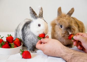 What are Bunnies? | Can Bunnies Eat Strawberries