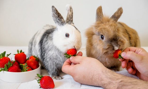 What are Bunnies? | Can Bunnies Eat Strawberries